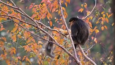金丝猴小猴和母猴拥抱树木森林视频的预览图